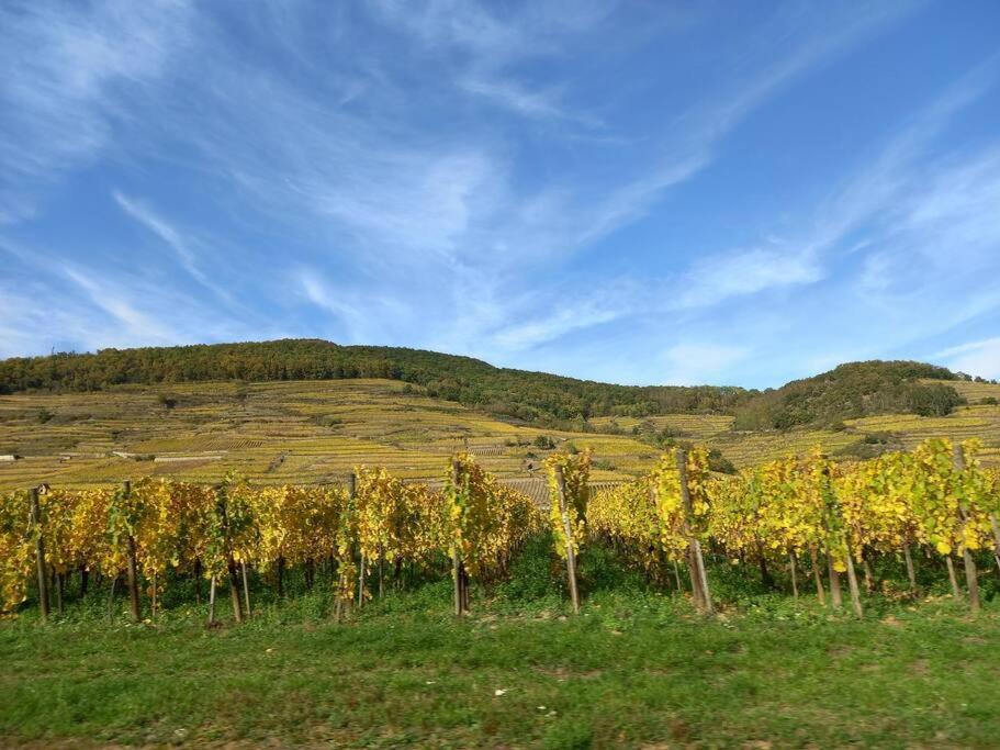 S'Gleina Gleck, In The Heart Of A Wine City, Charmant Studio 1 Piece Et 1 Salle De Bain Kaysersberg-Vignoble Exteriér fotografie